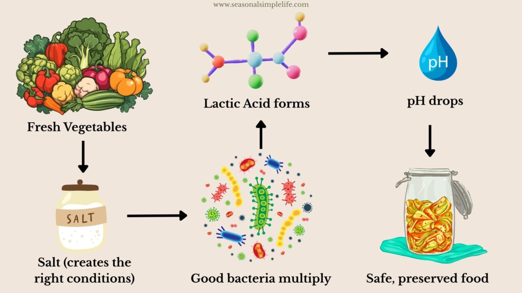 The cycle of lacto-fermentation explains why fermented food is safe to eat