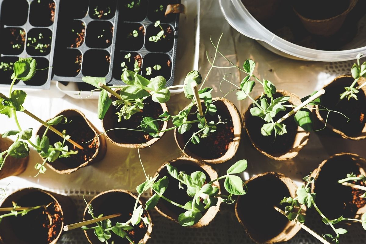Garden page Seedlings in pots and trays
