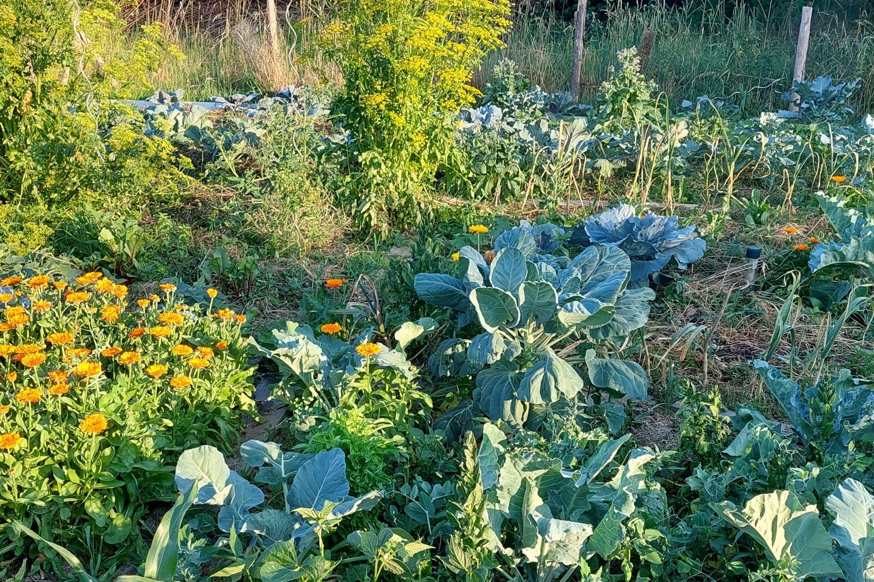 Garden Angela's vegetable garden in Bavaria