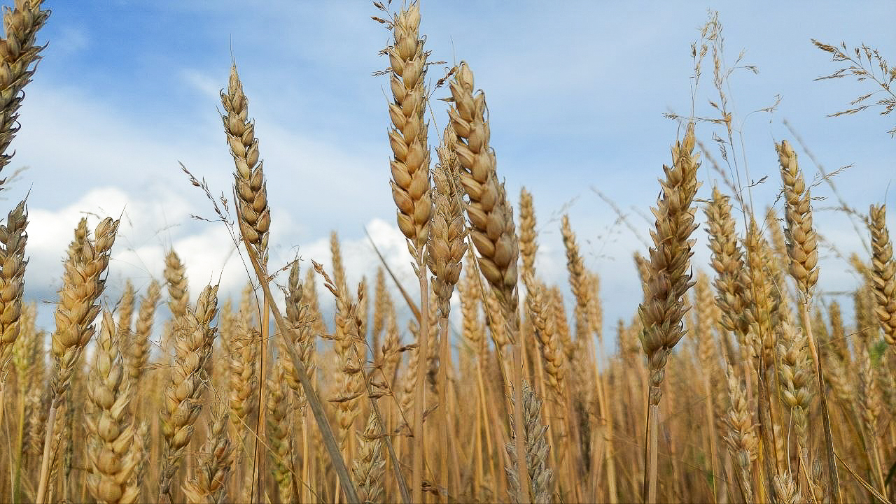 wheat field in July wheat on a field against a blue summer sky