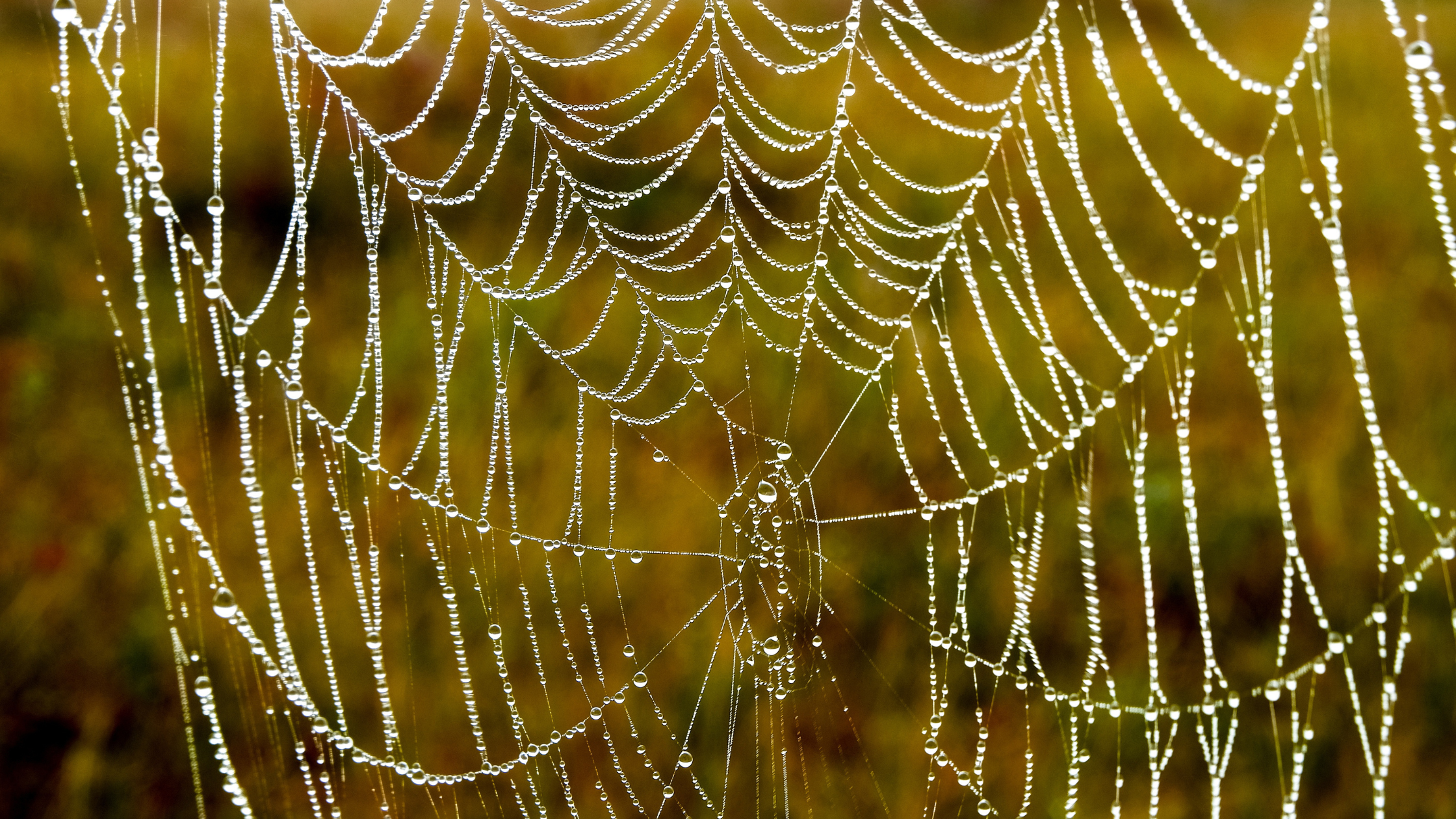 Dewdrops on a spider web