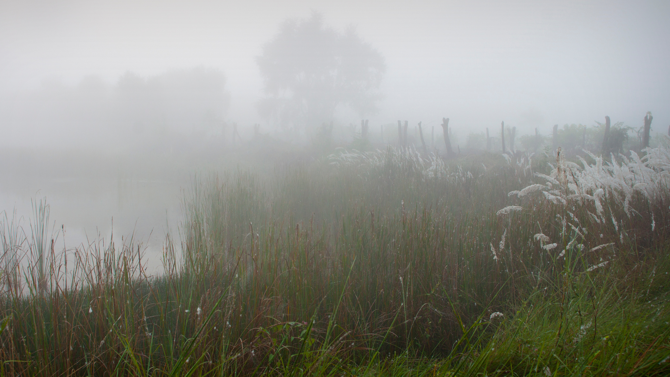 Long grass in the foreground, small lake, trees in the back, all covered in mist