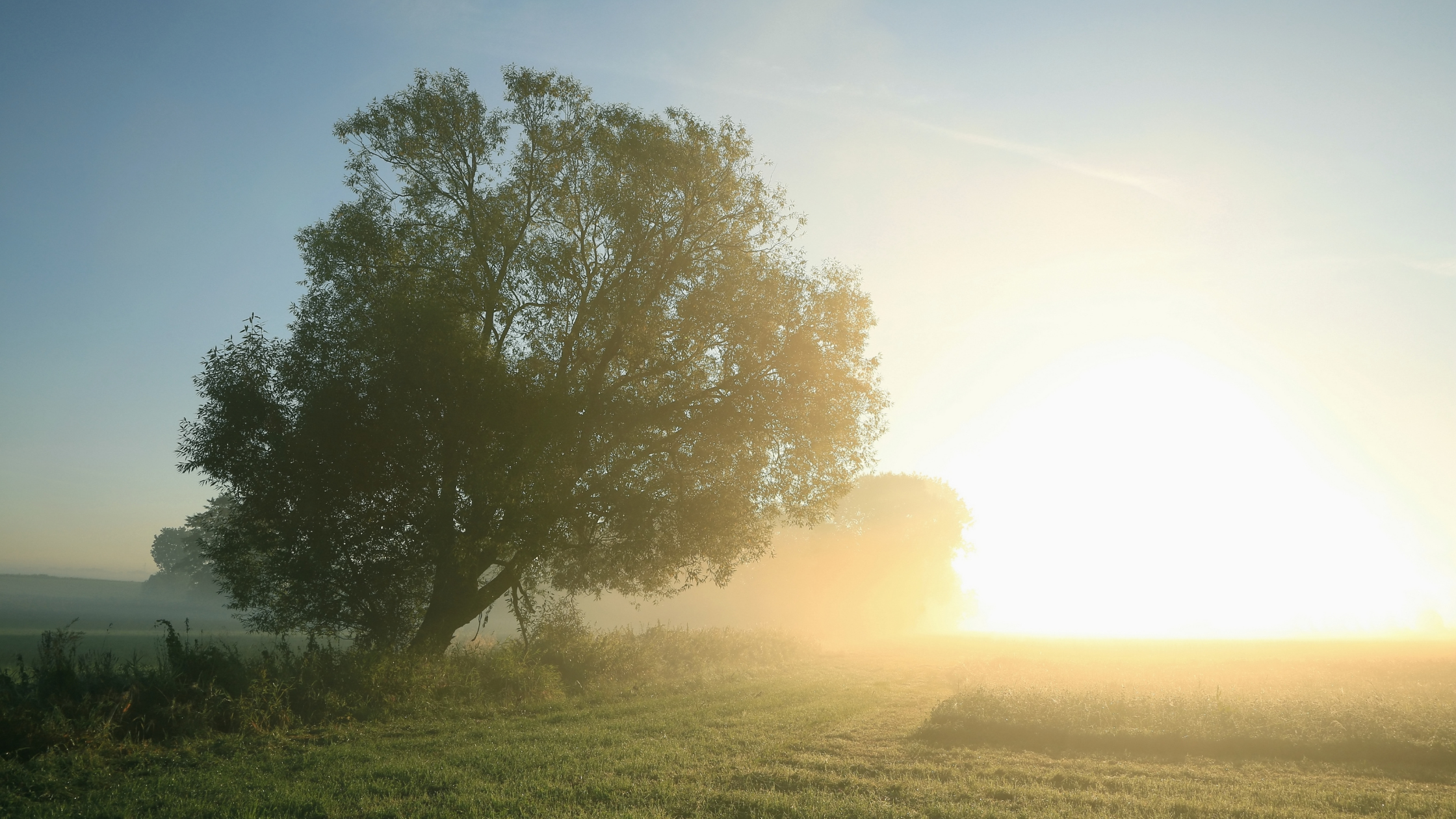 large tree on meadow, early morning, mists rising due to the sun