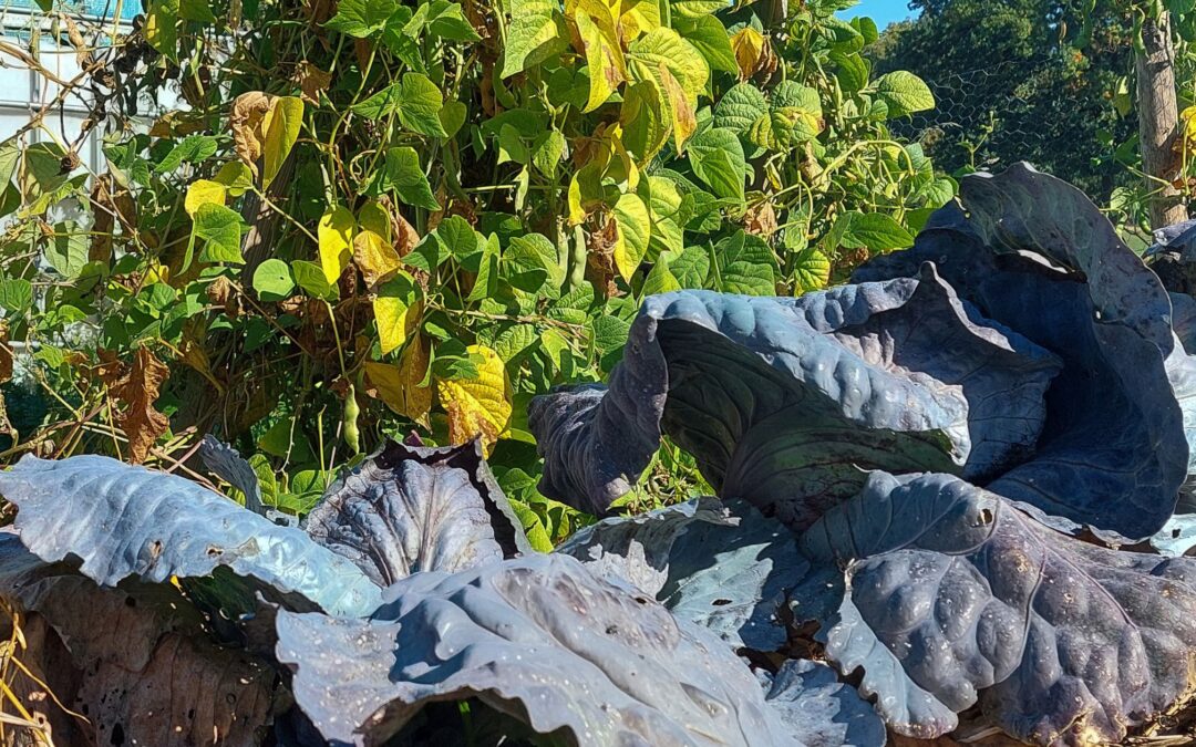 Garden Tasks in October