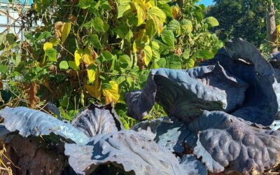 Garden Tasks in October