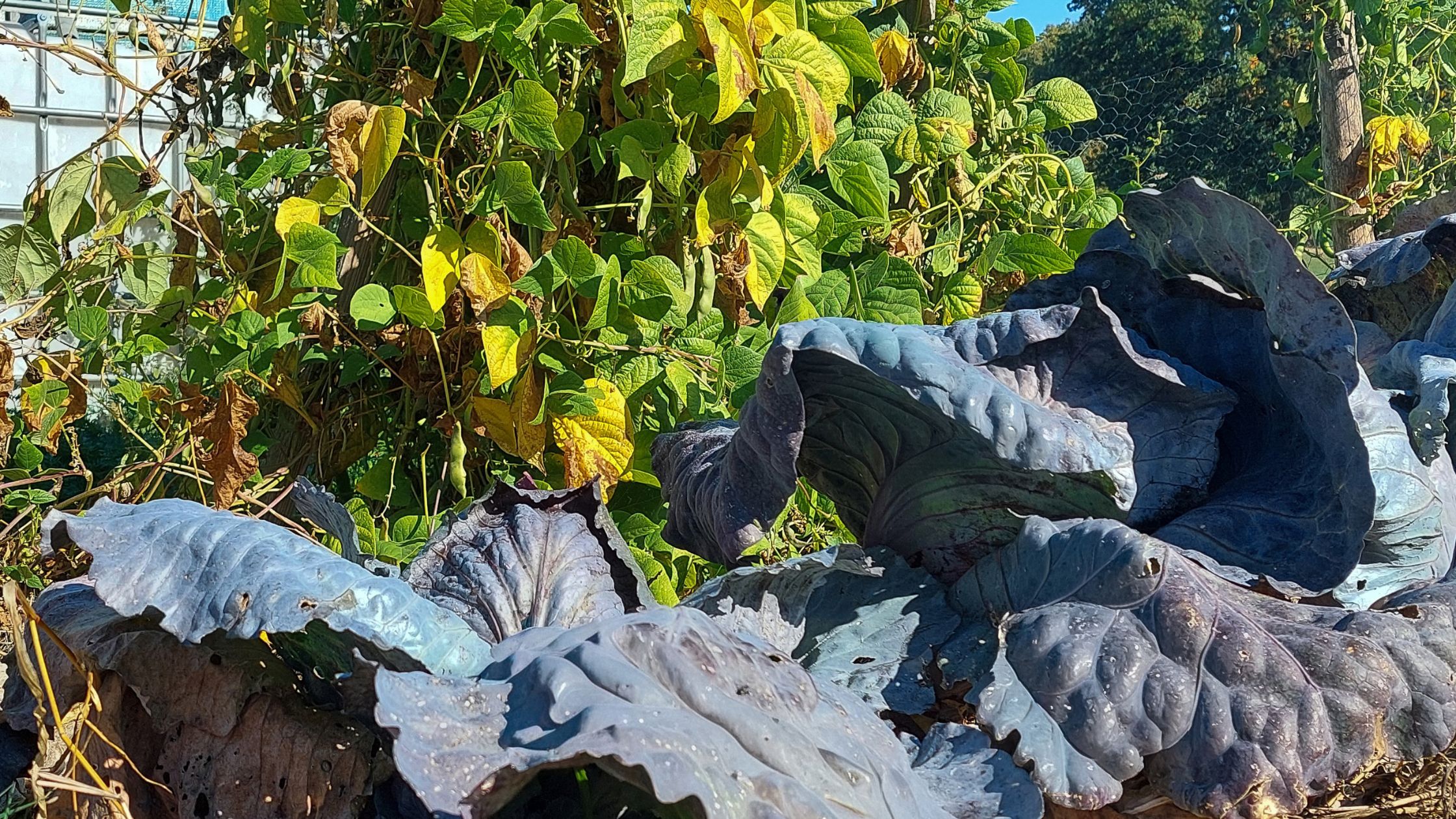 Red cabbage heads in the October vegetable garden, runner beans in the background