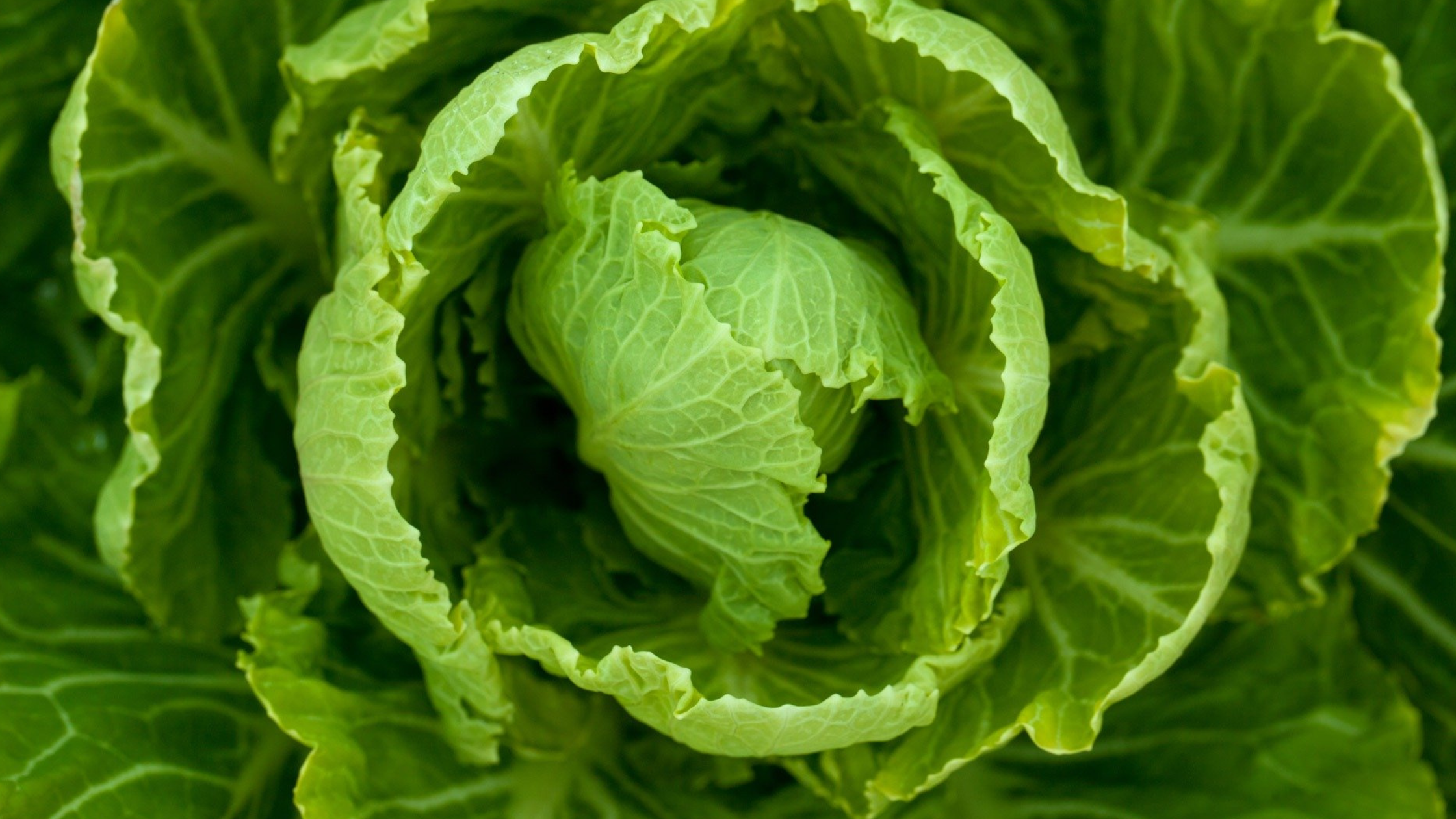 A head of cold-hardy lettuce