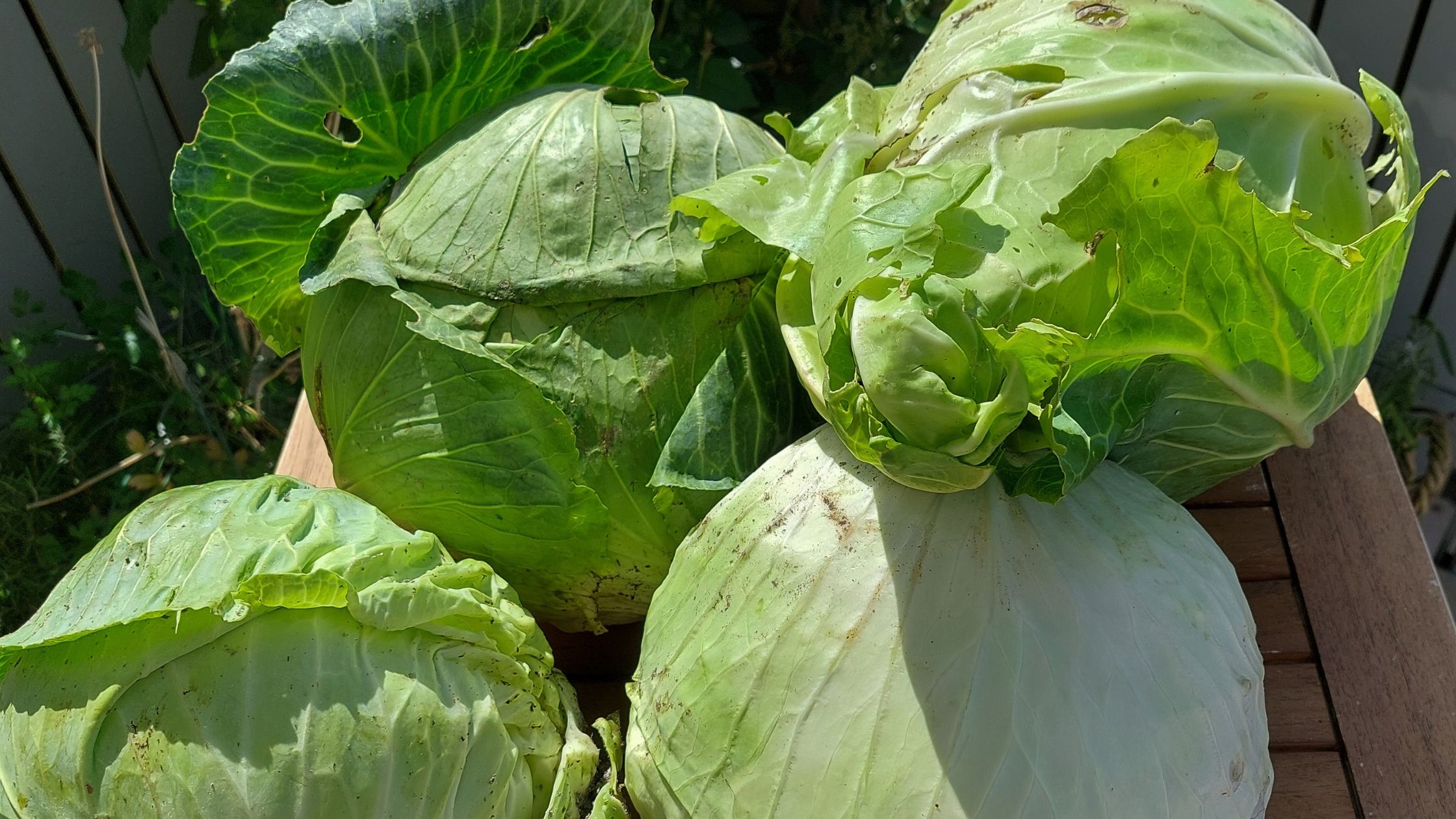 Freshly harvested white cabbage heads
