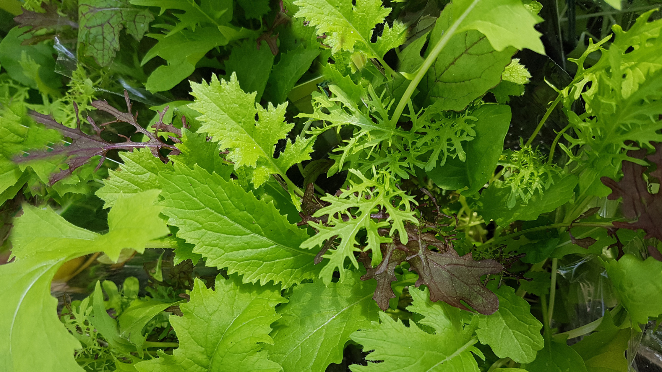 Mixed leaves of Asian leaf greens