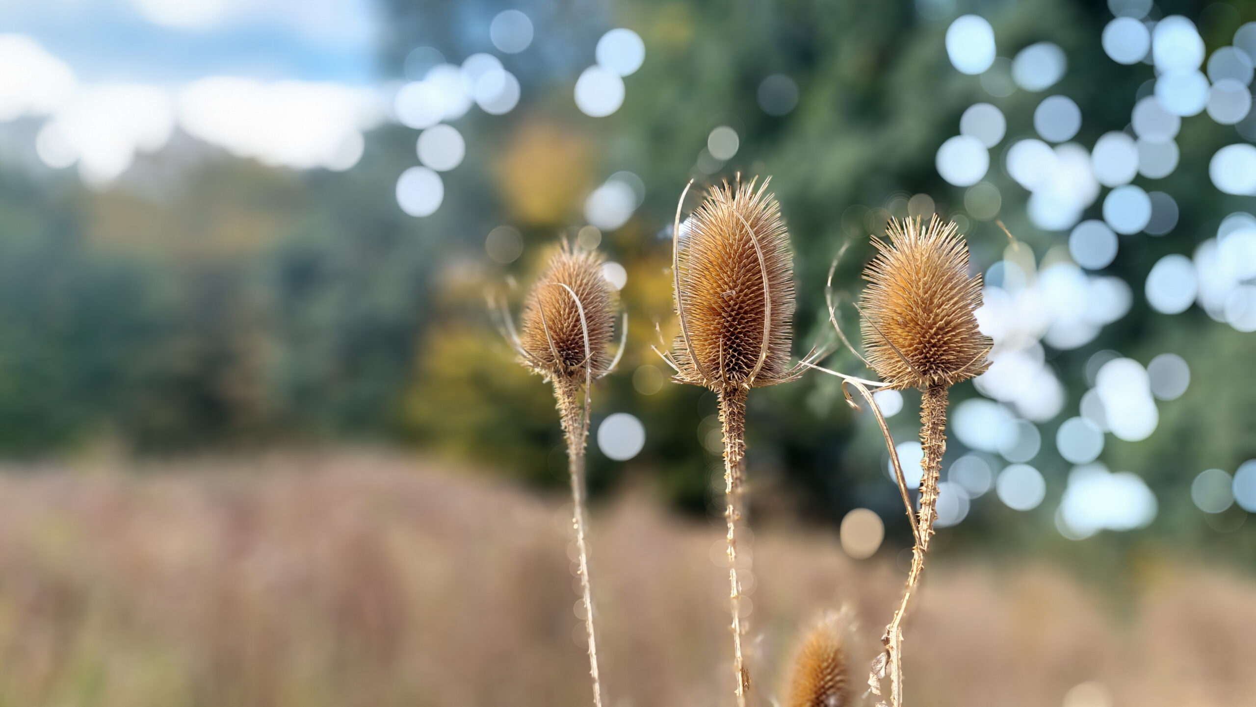 Three wild teasels in autumn, trees in the background