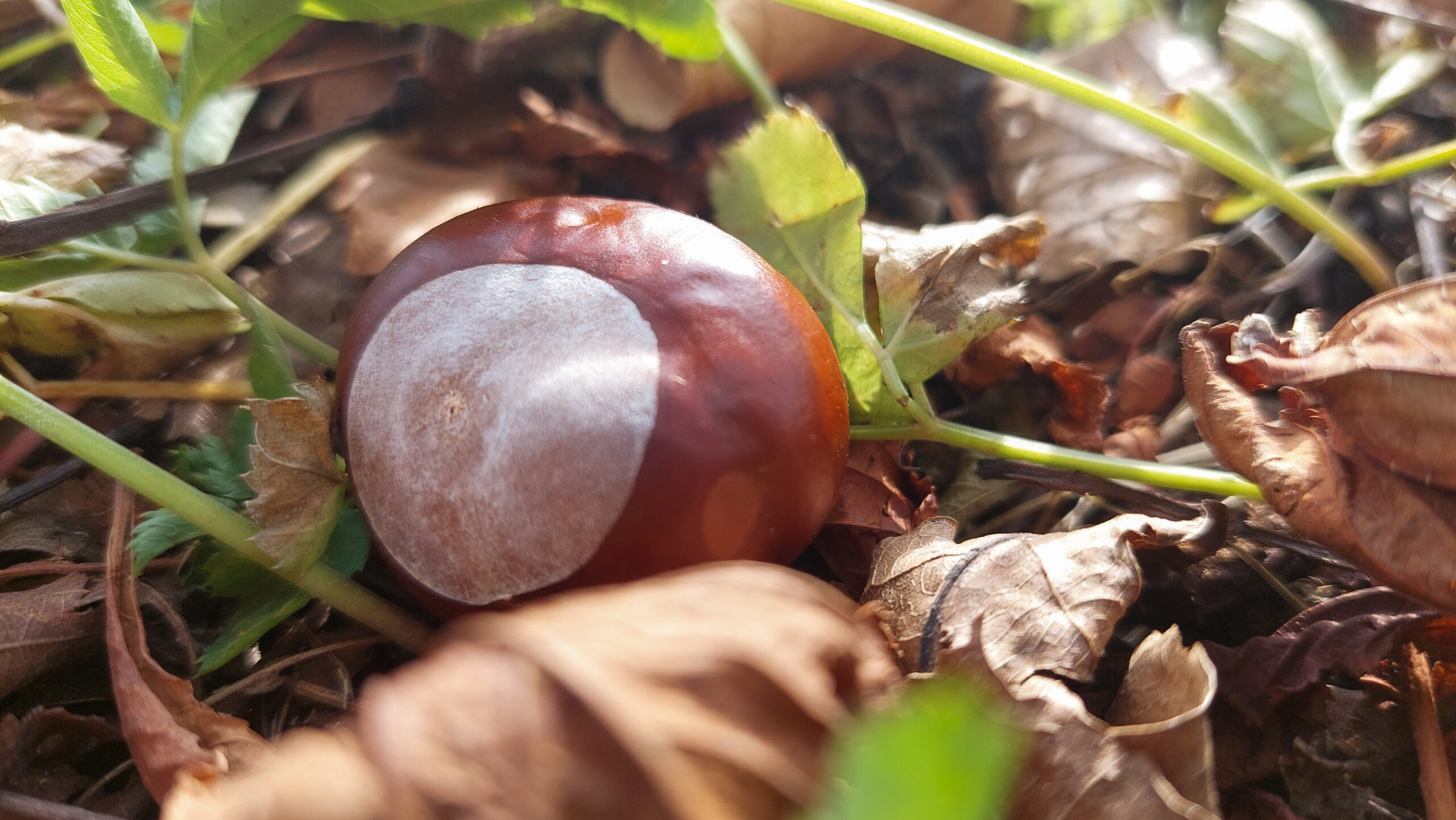 Chestnut A single chestnut lying on grass surrounded by leaves