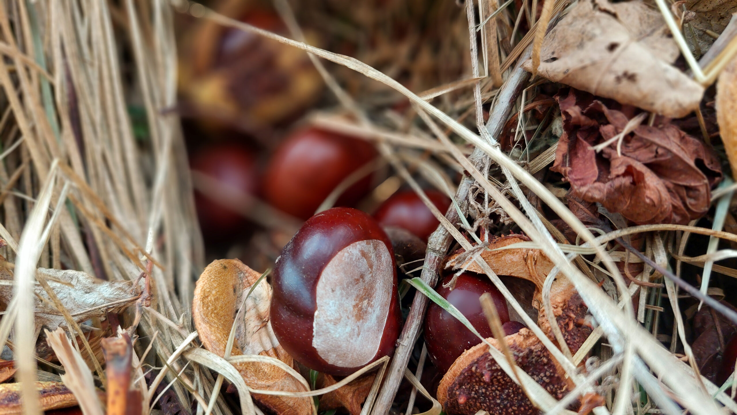 Chestnuts and their hulls lying on dry grass