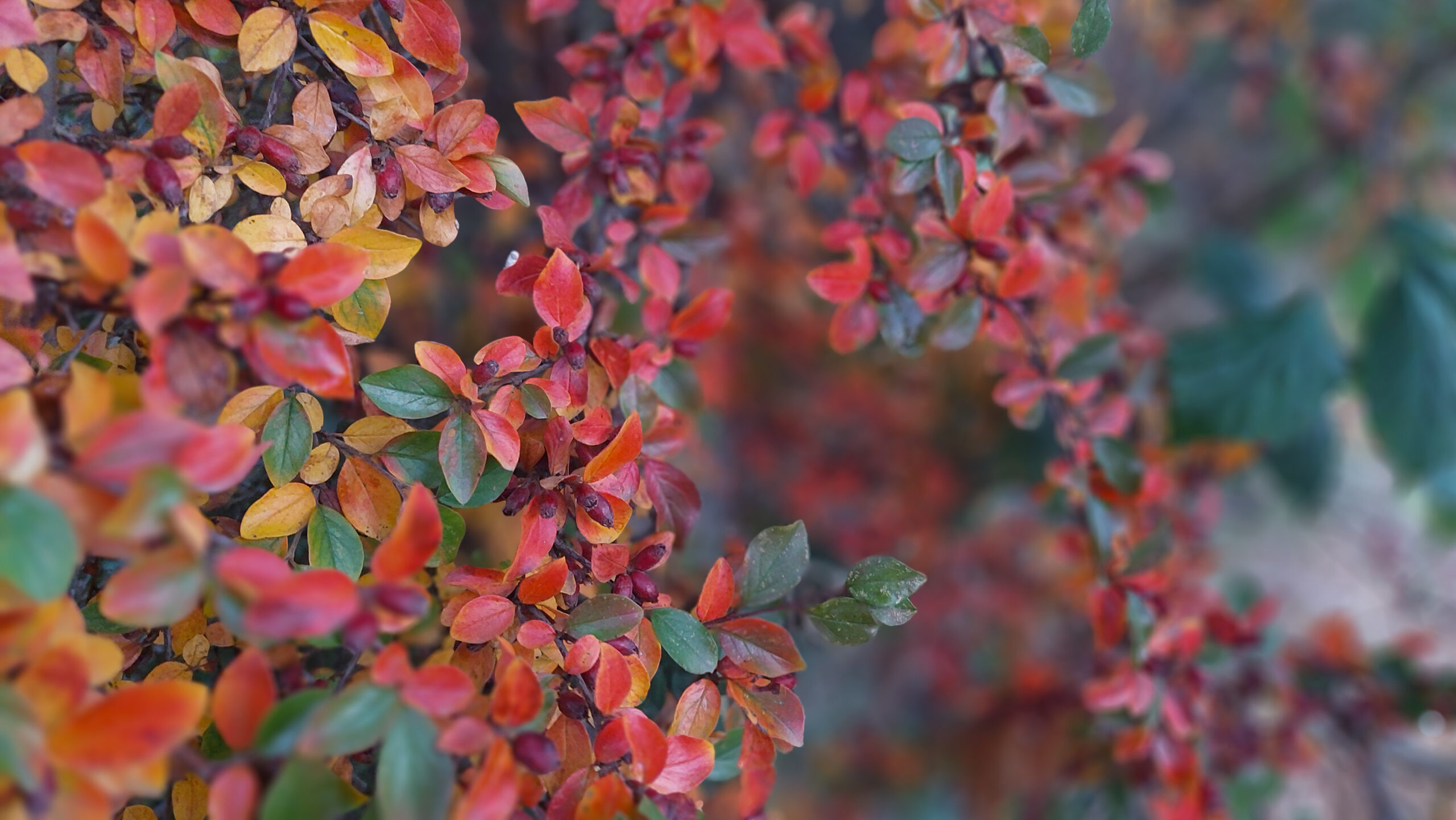 Branches with green, yellow and red leaves in autumn