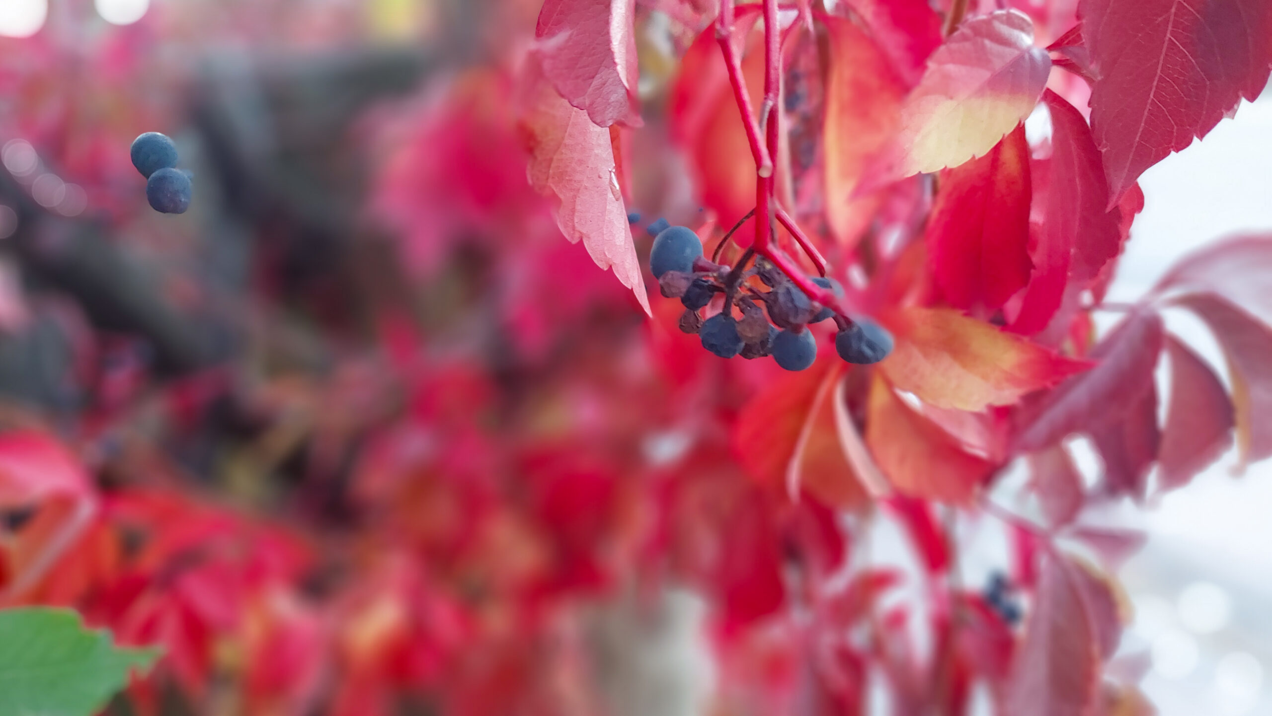 Crimson virginia creeper with berries in autumn