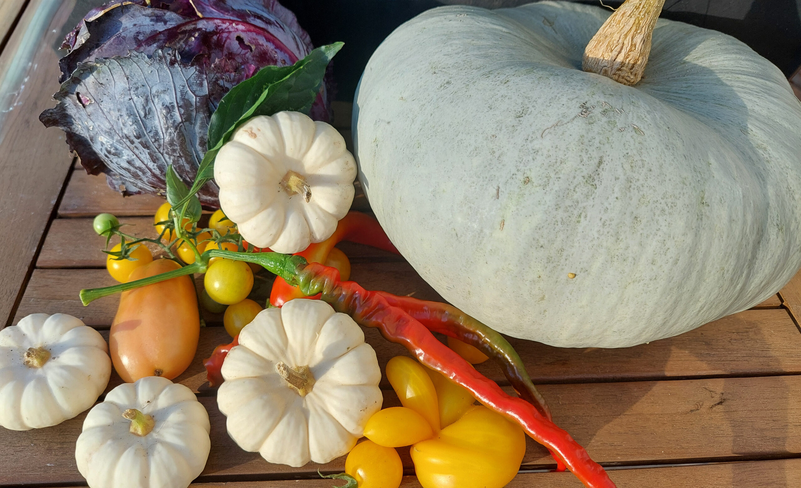 Autumn harvest with red cabbage, different pumpkins, some tomatoes and chillies