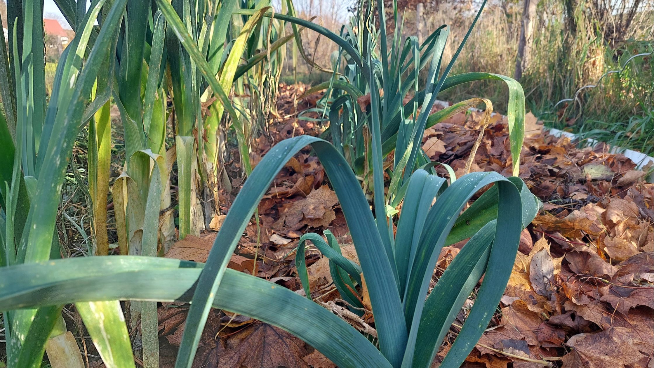 Leek plants in the bed, soil covered with leaf mulch